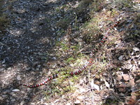 : Lampropeltis zonata multifasciata; California Mountain Kingsnake