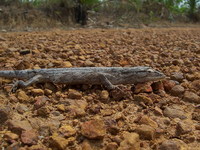 : Polychrus acutirostris