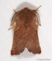 : Malacosoma californicum; Western Tent Caterpillar