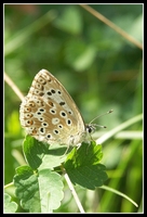 : Polyommatus coridon