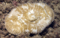 : Sandalolitha dentata
