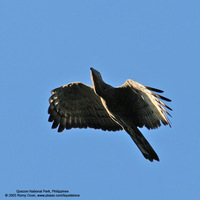 Oriental Honeybuzzard Scientific name - Pernis ptilorhynchus