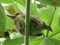 Red-throated Barbet (Megalaima mystacophanos) Female