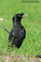 Crested Myna Scientific name: Acridotheres cristatellus