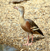 Plumed Whistling-duck (Captive), Aug 2000 - (Dendrocygna eytoni)