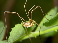 Phalangium opilio