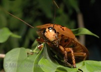 Blaberus giganteus