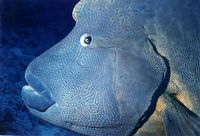 Napoleon Wrasse Close Up