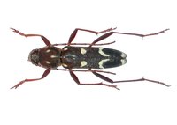 Isotomus jarmilae
