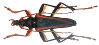 Tsivoka simplicicollis