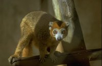 Kroonmaki (Lemur coronatus) 44K