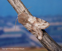 Orthosia incerta - Clouded Drab