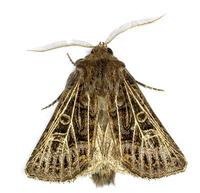 Tholera decimalis - Feathered Gothic