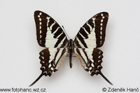 Graphium nomius swinhoei