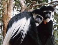 Guereza (Colobus guereza)