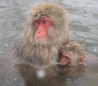 Japanese macaque (Macaca fuscata)