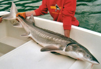 Acipenser transmontanus, White sturgeon: fisheries, aquaculture, gamefish