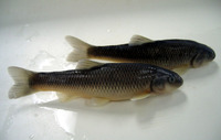 Nocomis leptocephalus, Bluehead chub: