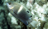 Chrysiptera biocellata, Twinspot damselfish: fisheries, aquarium