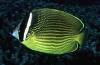 Chaetodon auripes, Oriental butterflyfish: aquarium