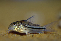 Corydoras bondi, Blackstripe corydoras: aquarium