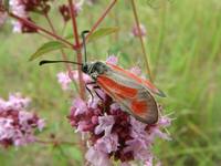 Zygaena punctum