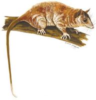 Image of: Caluromys philander (bare-tailed woolly opossum)