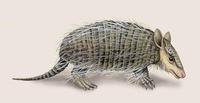 Image of: Chaetophractus vellerosus (screaming hairy armadillo)