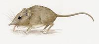 Image of: Macroscelides proboscideus (short-eared elephant-shrew)