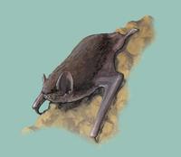 Image of: Miniopterus schreibersii (Schreibers's long-fingered bat)