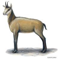 Image of: Rupicapra rupicapra (chamois)