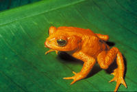 Image of: Bufo periglenes (golden toad)