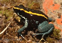 Phyllobates vittatus - Golfodulcean Poison Frog