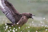 Stercorarius skua - Great Skua