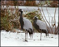 Anthropoides virgo - Demoiselle Crane