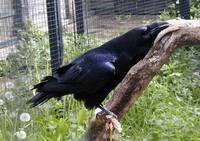 Corvus corax - Common Raven