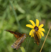 Image of: Speyeria atlantis (atlantis fritillary)