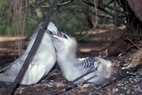 Phaethon rubricauda - Red-tailed Tropicbird