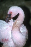 Phoeniconaias minor - Lesser Flamingo