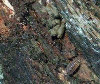 ...Image of: Oligochaeta (angleworms, earthworms, earthworms and their relatives, night crawlers, a