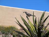 Image of: Campylorhynchus brunneicapillus (cactus wren)