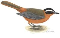 Image of: Cossypha heuglini (white-browed robin-chat)