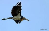 Image of: Leptoptilos javanicus (lesser adjutant)