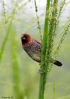 Image of: Lonchura punctulata (scaly-breasted munia)