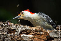 Image of: Melanerpes carolinus (red-bellied woodpecker)