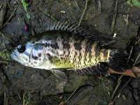 Parachromis managuensis - Aztec Cichlid