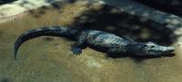 Image of: Crocodylus novaeguineae (New Guinea crocodile)