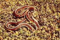 Thamnophis sirtalis tetrataenia - San Francisco garter snake