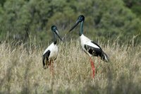 Black necked Stork