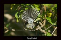 Grey Fantail